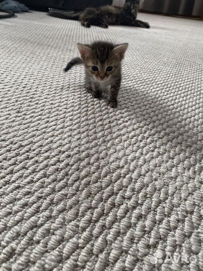 Котята