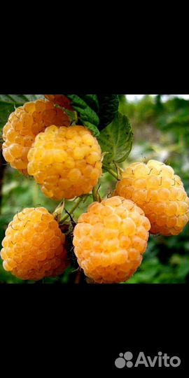 Малина жёлтая. Саженцы