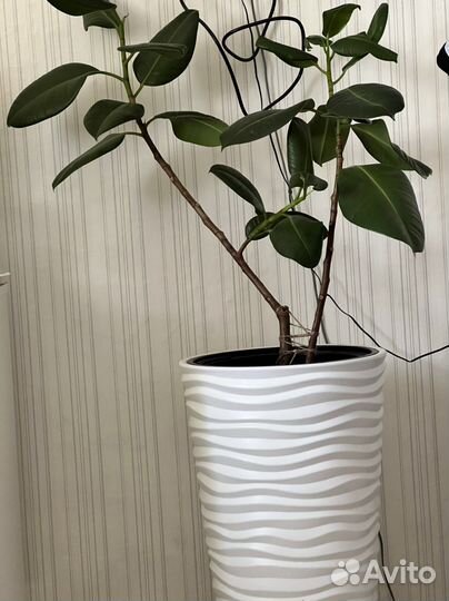 Фикус с горшком