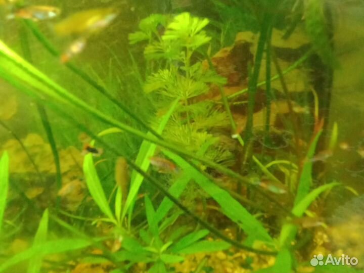 Рыбки гуппи