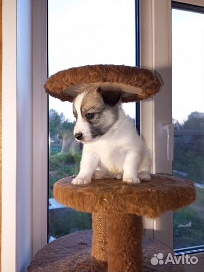 Отдам в добрые руки щенков