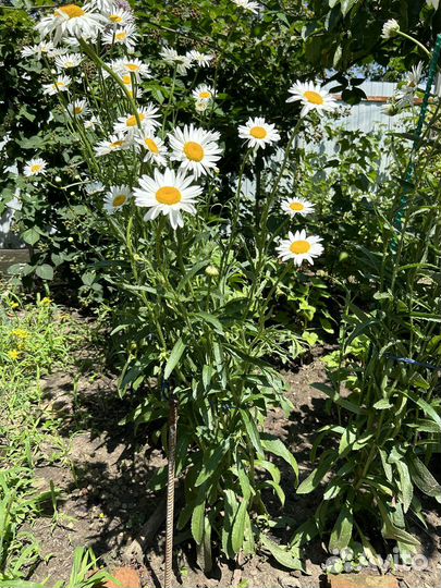 Ромашка многолетняя