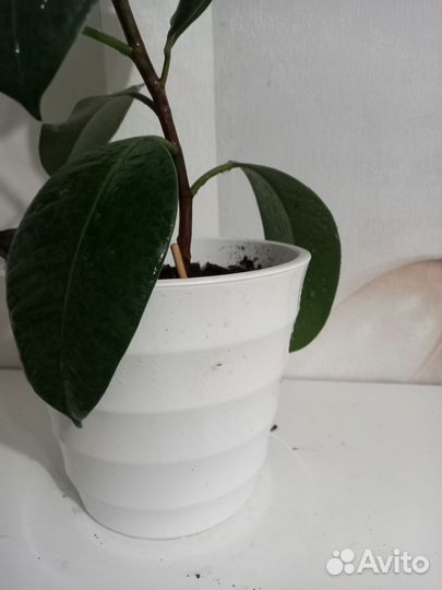 Продам цветы комнатные