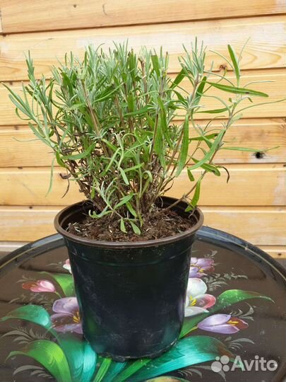 Лаванда саженцы зимостойкая