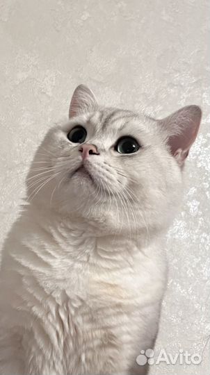 Вязка. Британская шиншилла