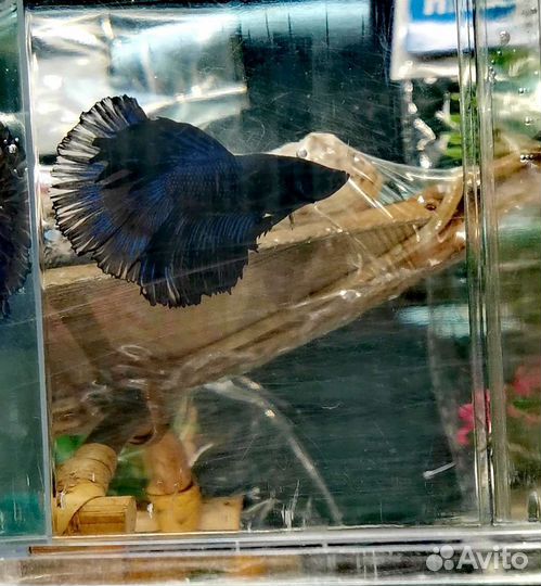 Рыбка петушок