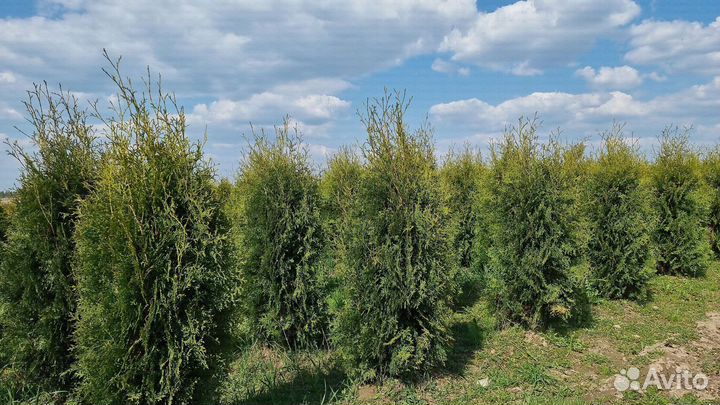 Туя Колумна 120-140см оптом