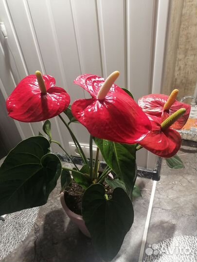 Антуриум разные сорта