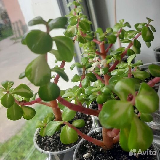 Портулакария, крассула, детки