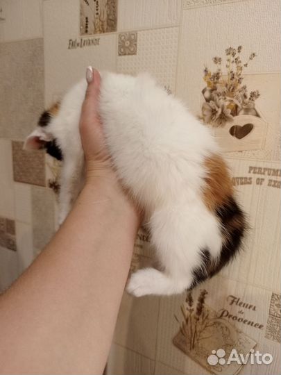 Кошечка в добрые руки