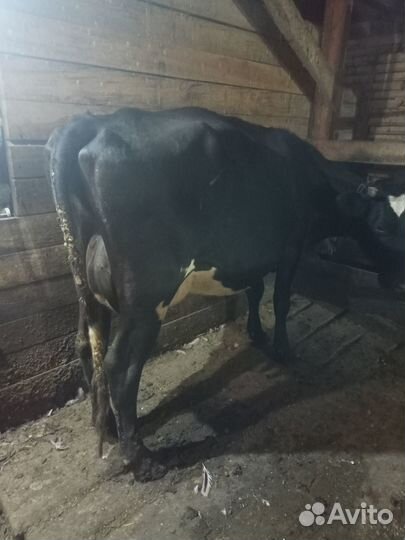 Телята телочки