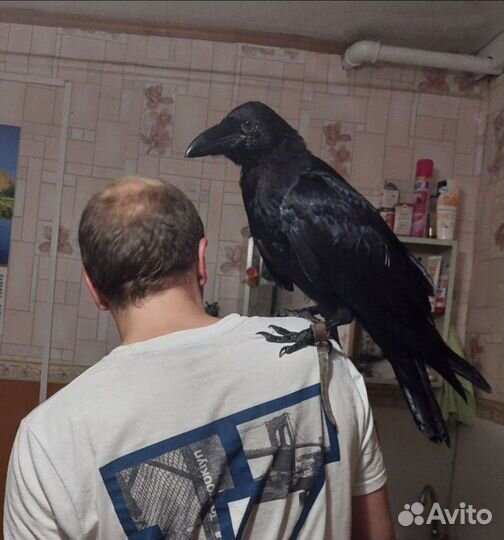 Алтайский ворон