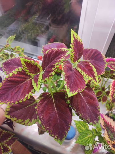 Комнатные цветы