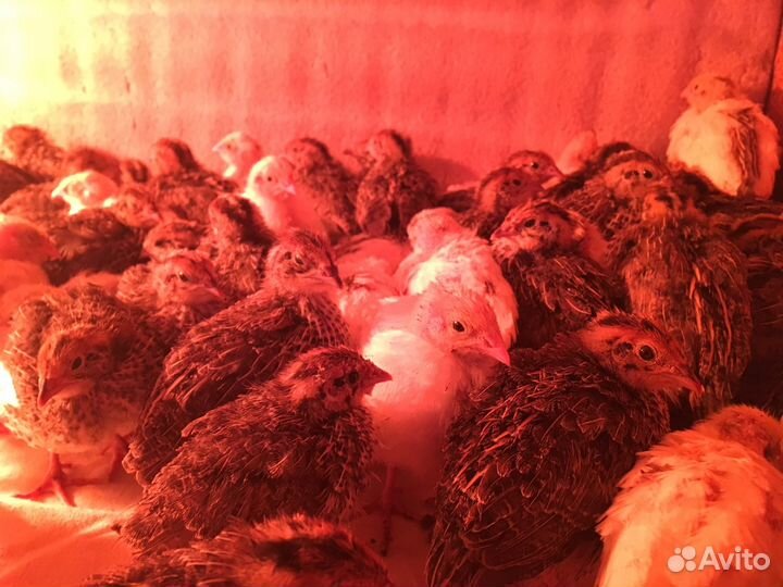 Перепела Эстонцы.Яйцо, мясо