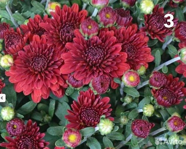 Хризантемы