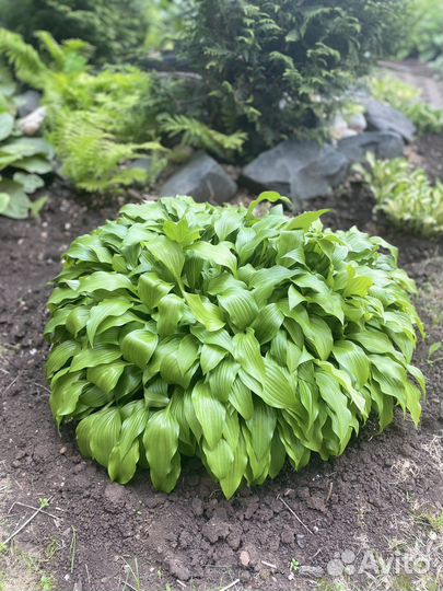 Хосты, папоротник