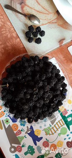 Ежевика саженцы от 1 метра