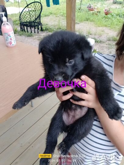 Щенки в добрые руки