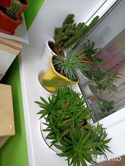 Комнатные цветы