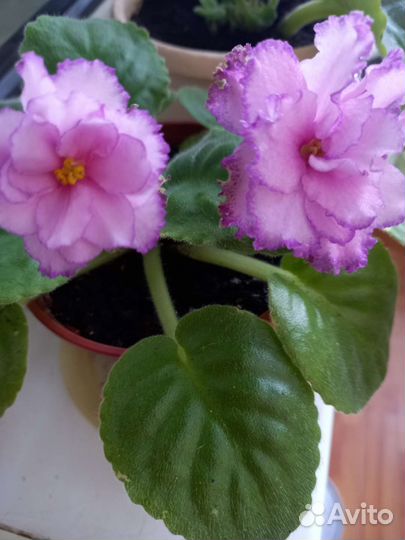 Цветущие фиалки