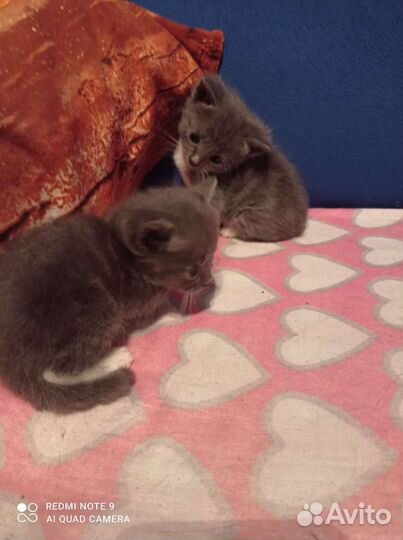 Котята сибирской кошки