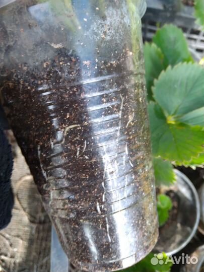 Рассада клубники марышка,альба