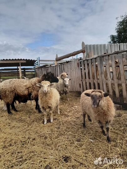 Овцы бараны