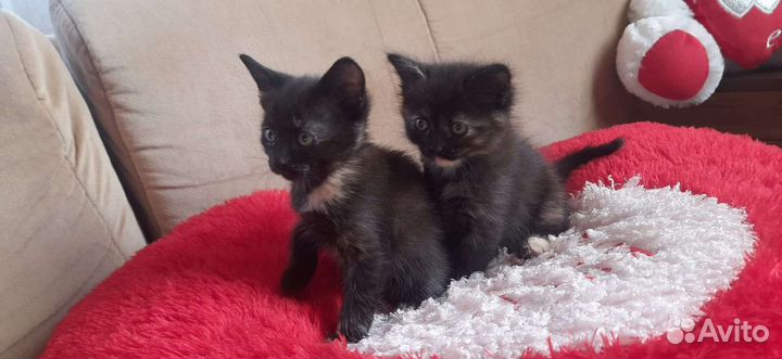 Пантерка мышелов