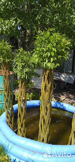 Плетёная ива