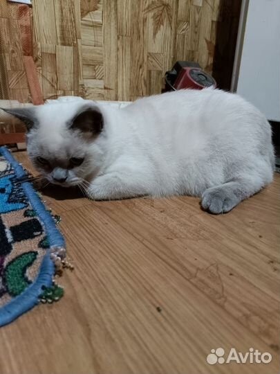 Шотландский кот блю поинт