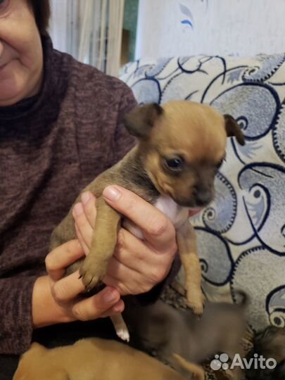 Щенки чихуахуа-мини девочки