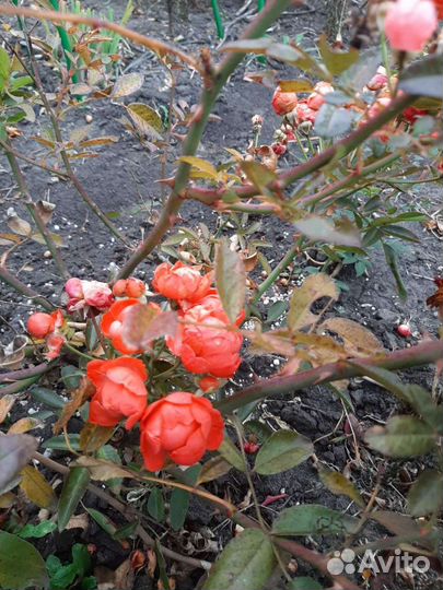 Продаю растения из своего сада с окс