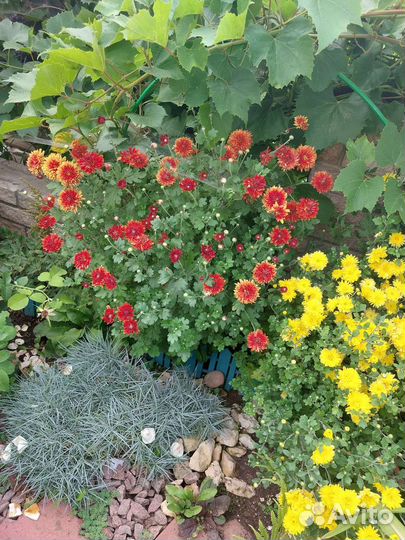 Хризантема корейская 3расцветки(цветёт)