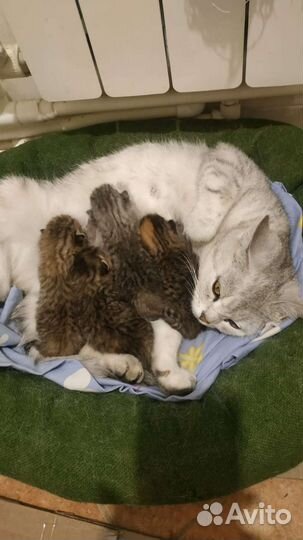 Кошки в добрые руки бесплатно