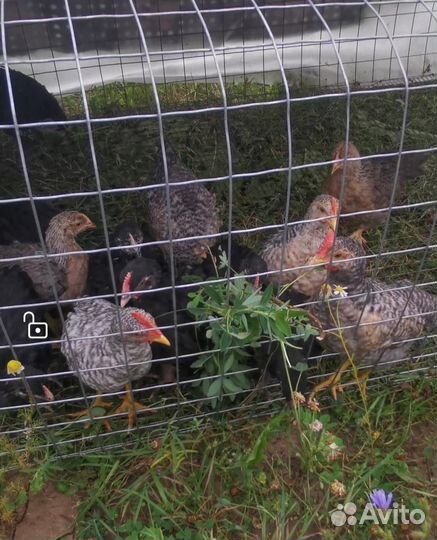 Петух маран ч/м, петух билефельдер,петух ухейлюй