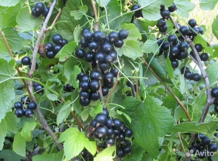 Саженцы плодово-ягодных