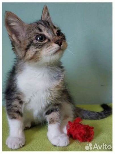 Котëнок