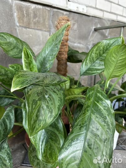 Диффенбахия