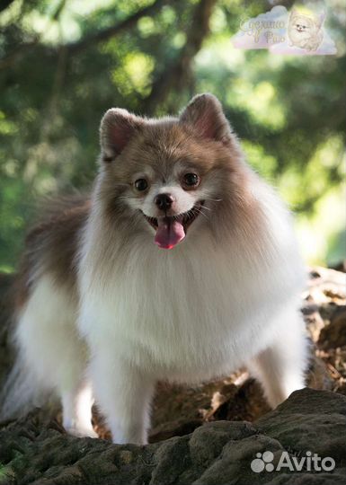 Шпиц кобель для вязки мрамор