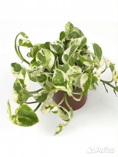 Сциндапсус, филодендрон