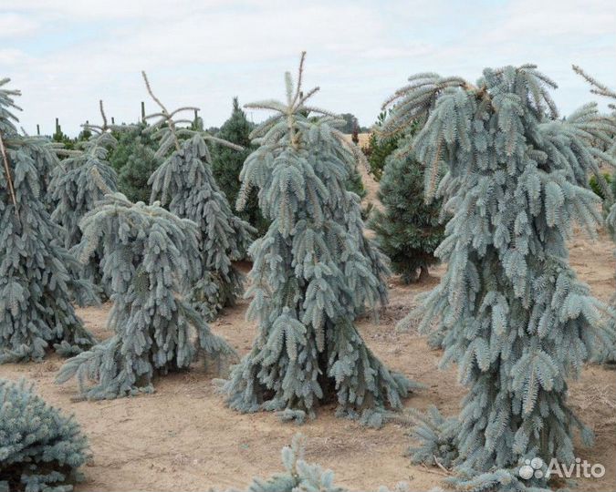 Ель колючая Глаука Пендула - Glauca Pendula