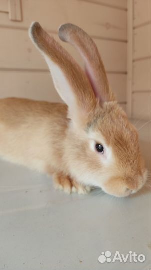 Кролики мясных пород- Венский, Новозеландский