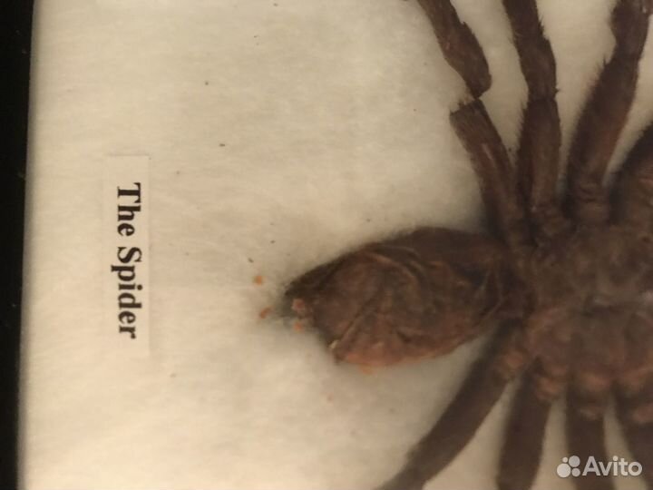 Насекомые в рамке, Паук