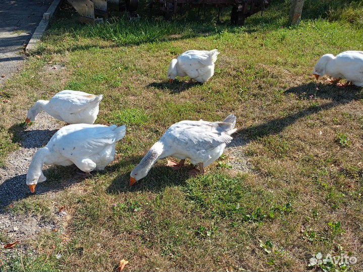 Холмогорские гуси