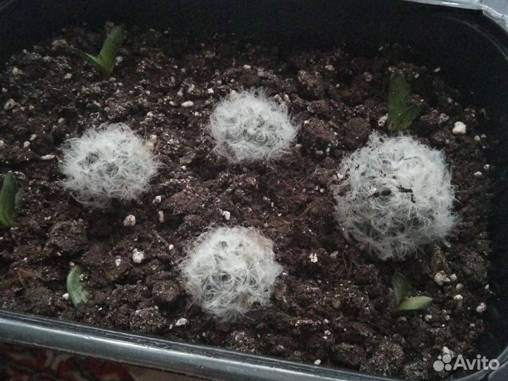 Пушистый кактус