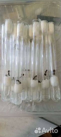 Птицееды, муравьи