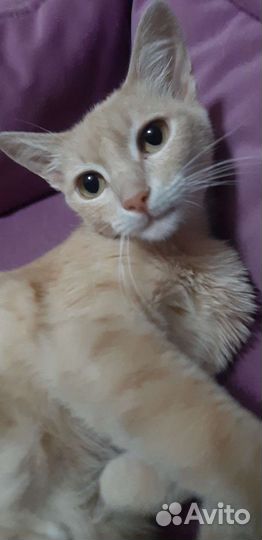 Молодая кошечка