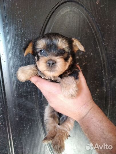 Йоркширский терьер