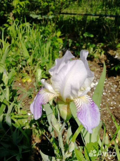 Ирисы сортовые