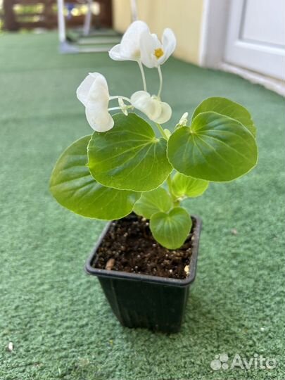 Бегония вечно цветущая белая